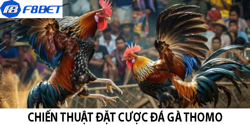 Chiến thuật đặt cược đá gà THOMO
