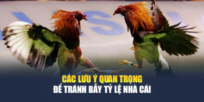 Các lưu ý quan trọng để tránh bẫy tỷ lệ nhà cái